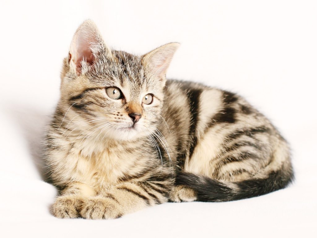 adiestrar gato