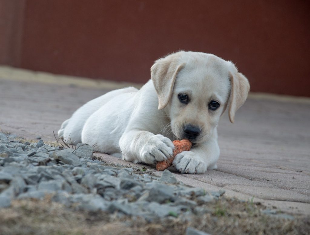 pienso cachorros