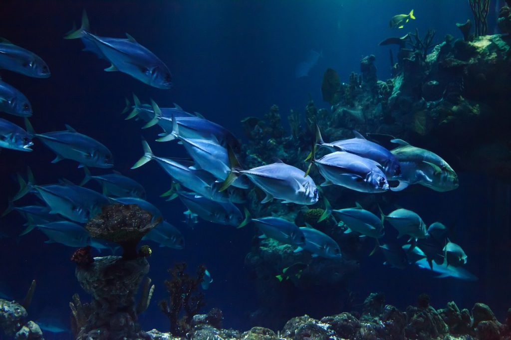 acuario limpio